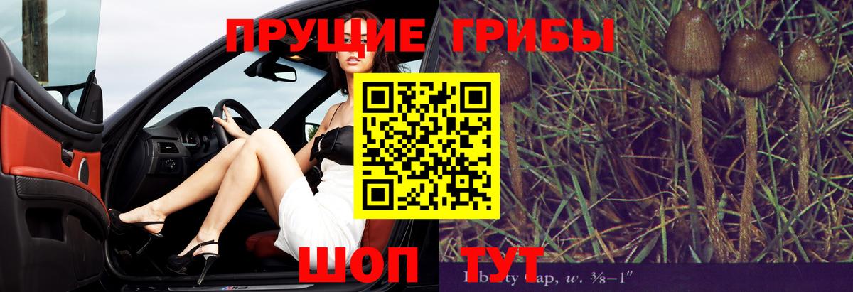 Псилоцибиновые грибы Cubensis  Апатиты 